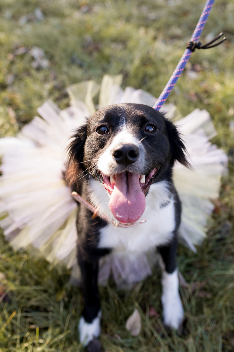 how to wear out border collie