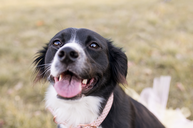 Dog Pawty: Delilah the Border Collie | Cake Smash - Daily Dog Tag