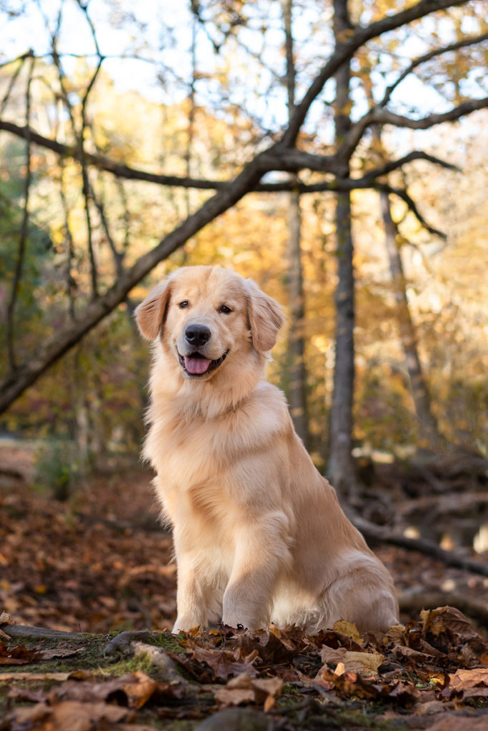 Puppy Love: Hank the Golden Retriever | Pittsburgh - Daily Dog Tag
