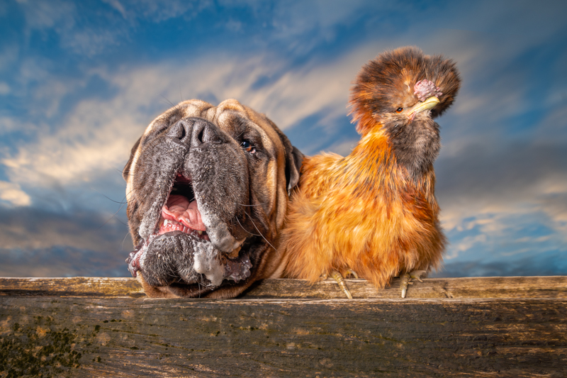 dog and chicken BFFs, sunset pet photography session, ©Island Paw Prints 