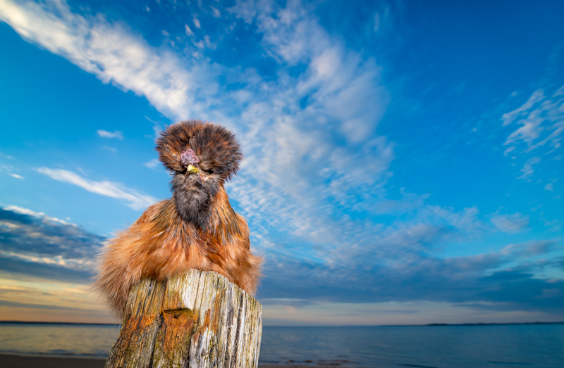 Silkie chicken sitting on marine piling, ©Island Paw Prints | lifestyle pet photography
