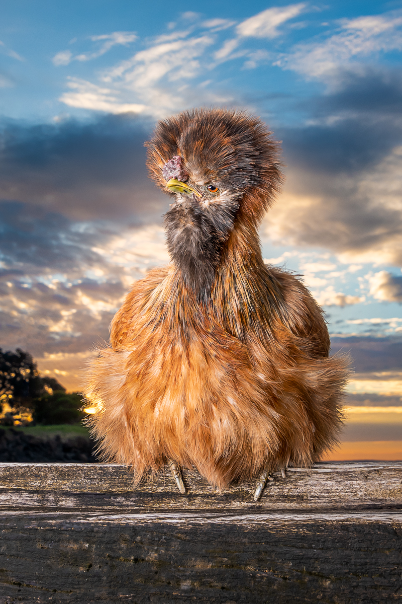 Phillip Island pet photography, gorgeous pet Silkie chicken on fence, ©Island Paw Prints