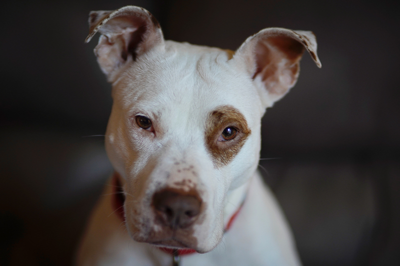 cute white dog with brown eye, Little Rascals type dog | ©Capture Wonder Photography, Atlanta, GA