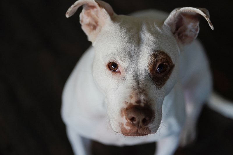 white and brown dog, studio pet photography | ©Capture Wonder Photography, Atlanta, GA