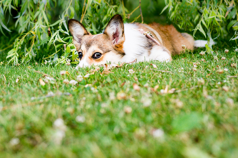dog lying down on the grass | ©Beth Photography, lifestyle dog photography