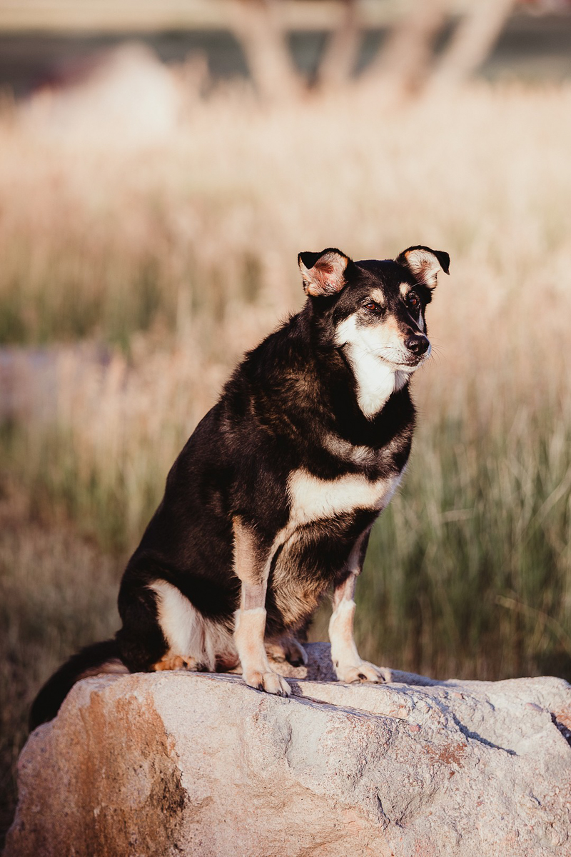 lifestyle dog photography, mixed breed on rock ©Good Morrow Photography | Arvada, CO
