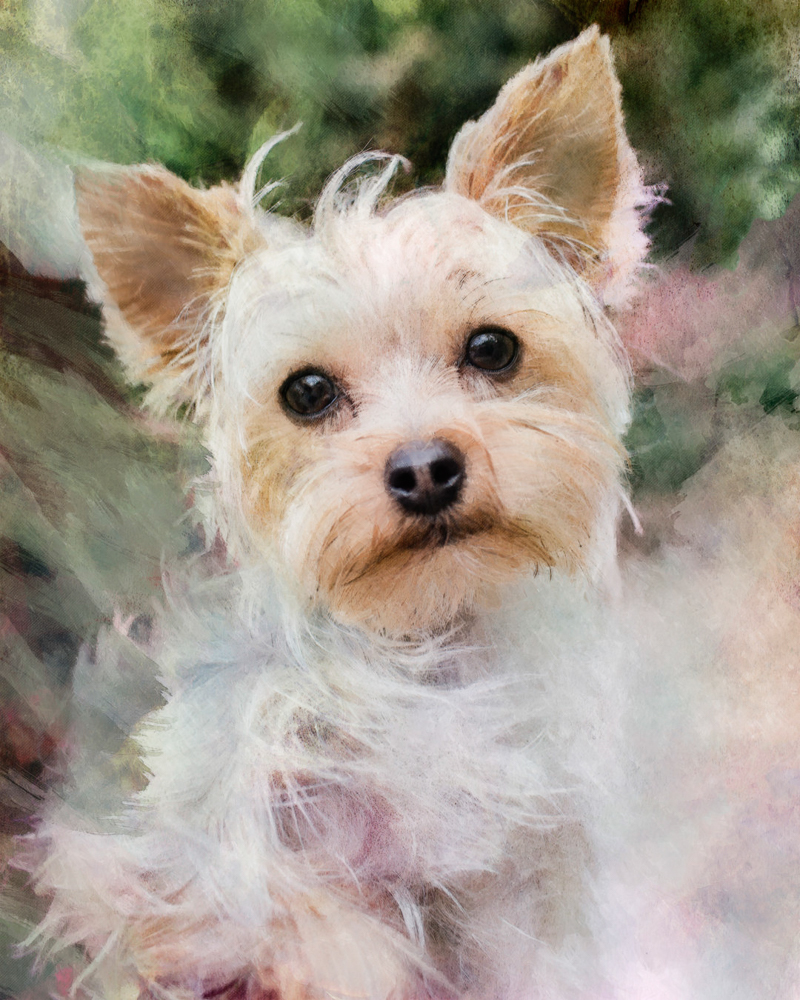 Engaging Tails: Tucker the Yorkie | Clayton, GA - Daily Dog Tag