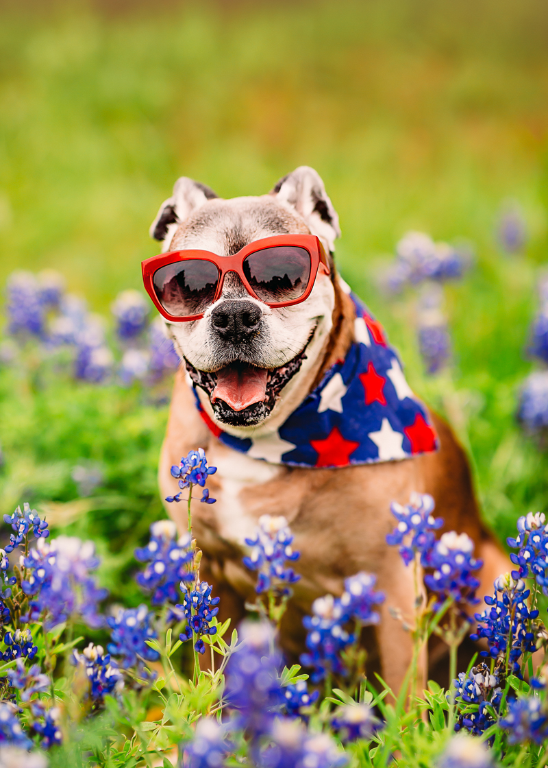 All American senior pup, Boxer | ©Tabatha O'Brien Photography, lifestyle dog portraits