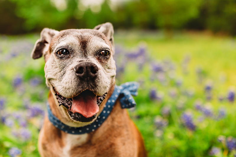 sweet senior Boxer wearing blue bow in field of bluebonnets | ©Tabatha O'Brien Photography 