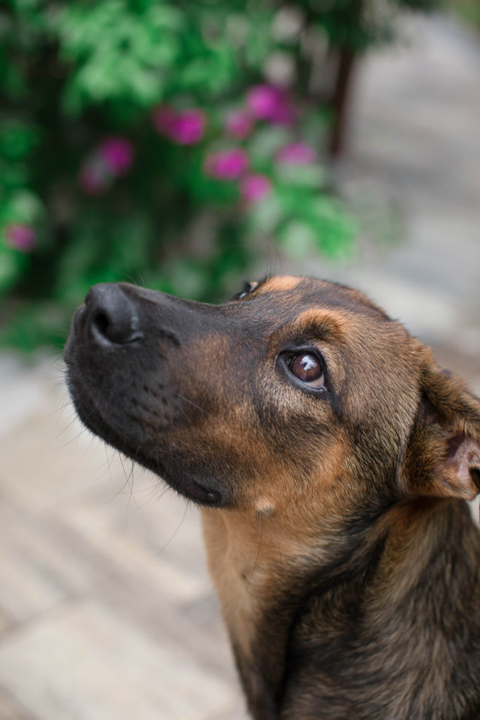 Puppy Love: Athena the Lab/German Shepherd Mix - Daily Dog Tag