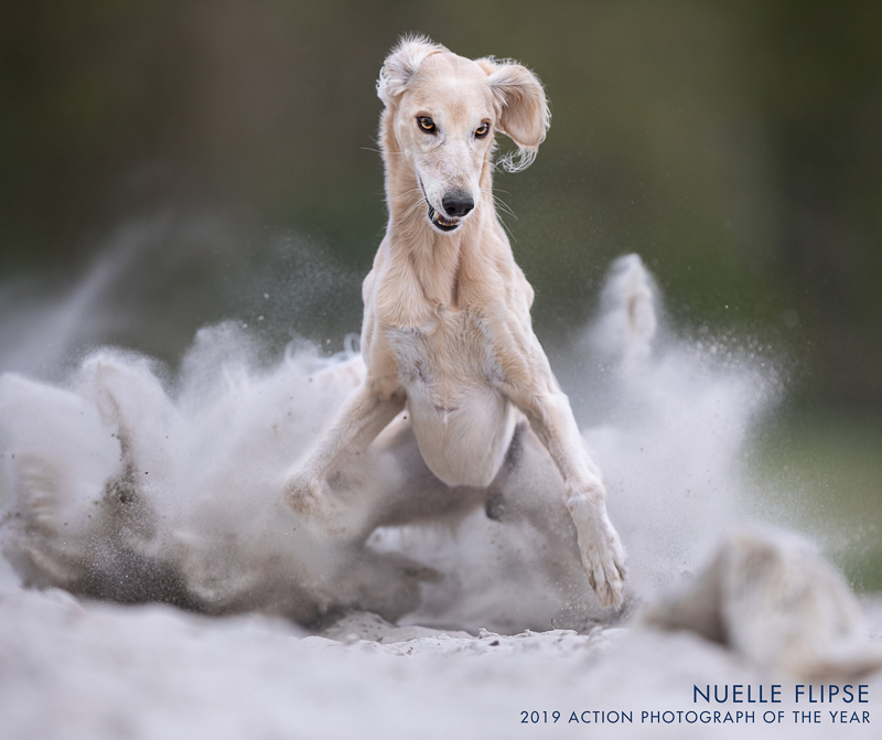 sighthound with cloud of sand, action dog photography | Nuelle Flipse