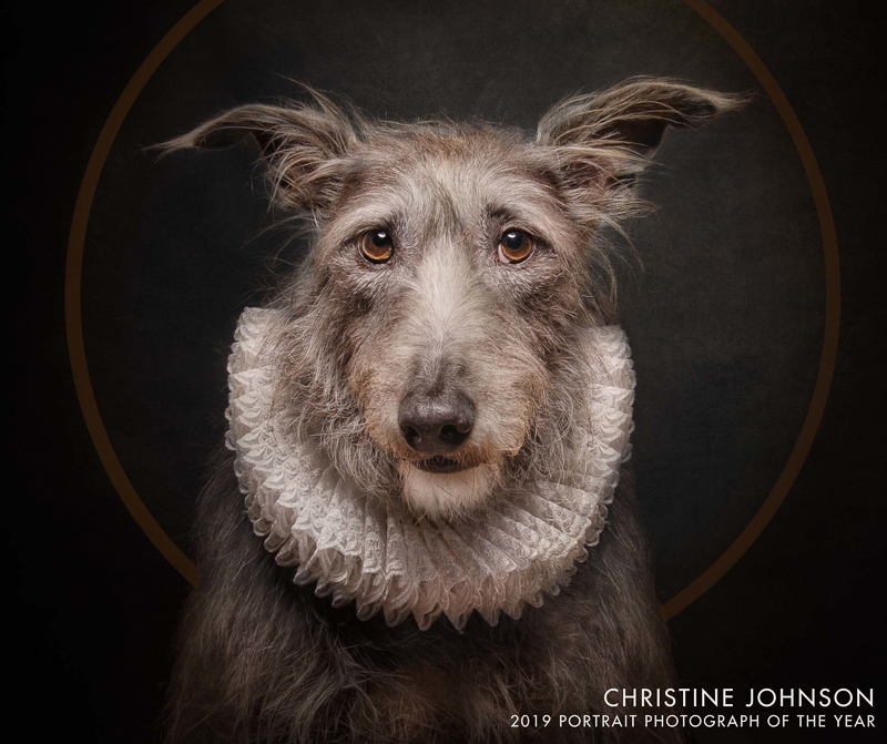 dog wearing ruffled lace "Shakespearean" collar, Christine Johnson 2019 Portrait Photograph of the year