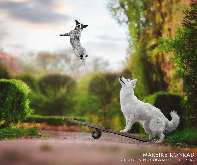 photoshopped image of dog flying into the air | Mareike Konrad | International Pet Photographer Of the Year Open Category Winner 2019