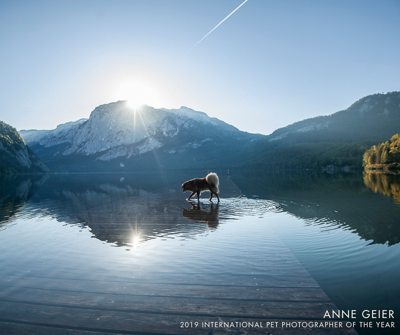 dog in water with snow capped mountain in background, ©Anne Geier, lifestyle dog photography