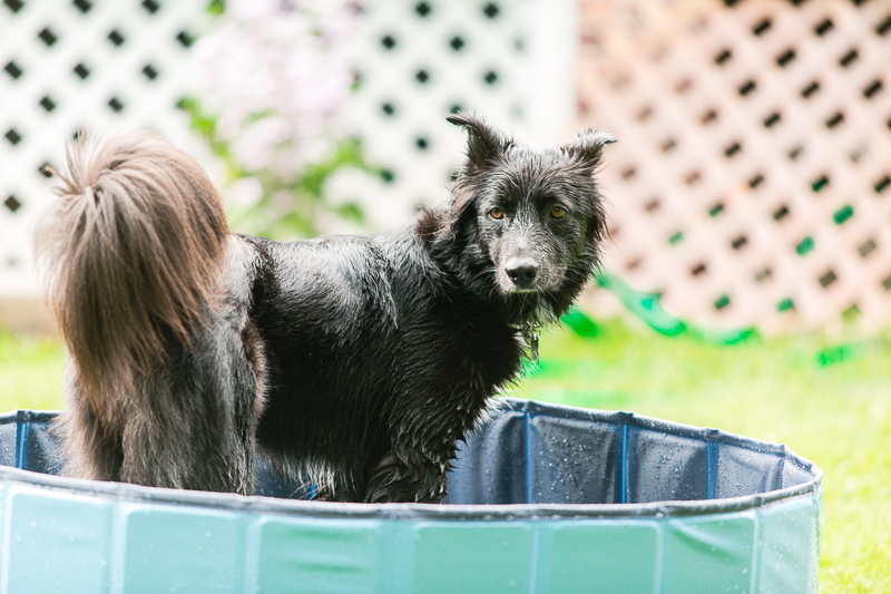 Border Collie mix in dog pool, ©Casey Fatchett Photography | on location pet photography