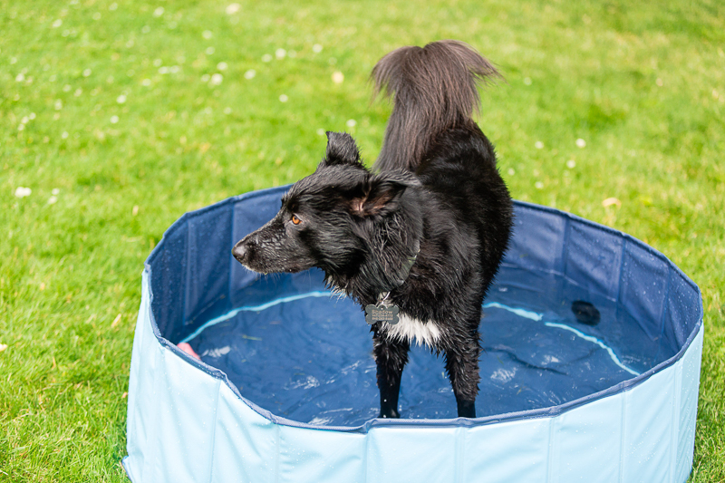 mixed breed dog in small pool ©Casey Fatchett Photography | on location pet photography