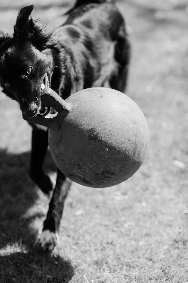 dog playing in backyard | ©Casey Fatchett Photography | lifestyle dog photography 