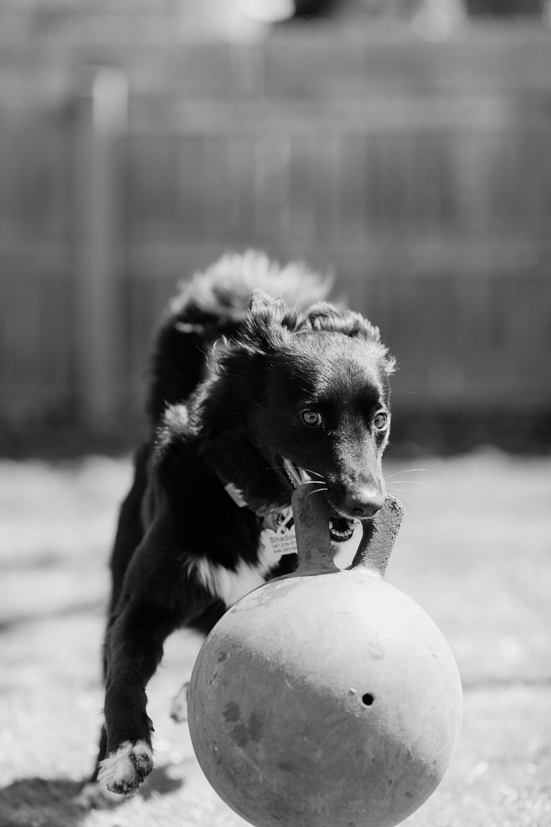 dog playing in backyard, pet portraits, West Orange, NJ ©Casey Fatchett Photography