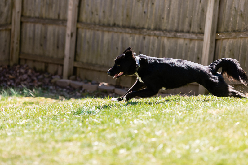 dog playing in backyard, Border Collie mix | ©Casey Fatchett Photography, lifestyle dog photography West Orange, NJ