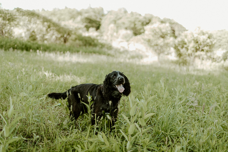 black dog standing in green field, on location dog photography, Erie, PA, | ©Michaela Kessler Photography