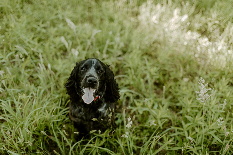 English Cocker Spaniel sitting in field, ©Michaela Kessler Photography, Erie, Pennsylvania