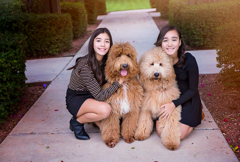 Are Goldendoodles Good Family Pets?