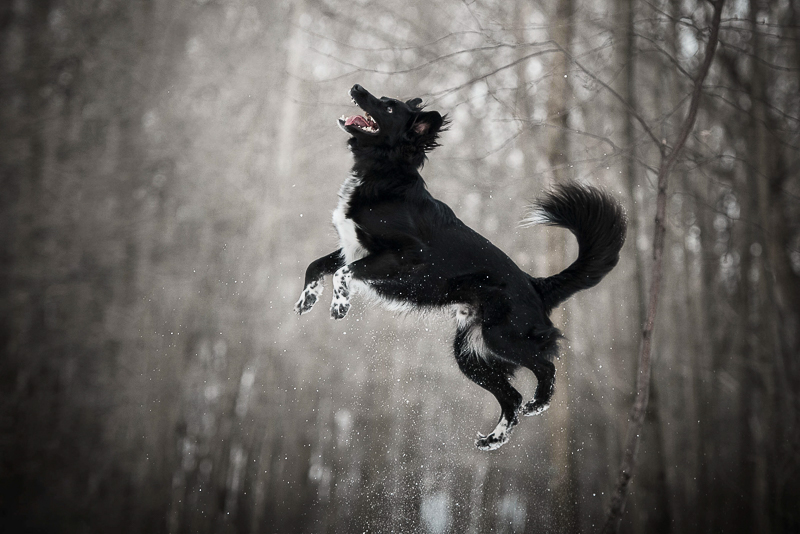 Chantal Levesque Photography | Ontario dog photography, dog jumping into the air, winter pet portrait ideas