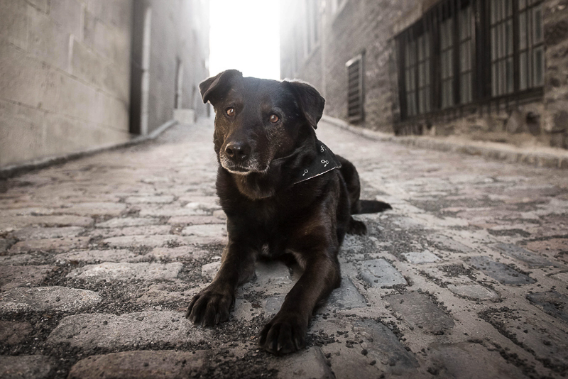 Chasing Shadows, black dog on brick road, Chantal Levesque Photography | Montreal dog photographer