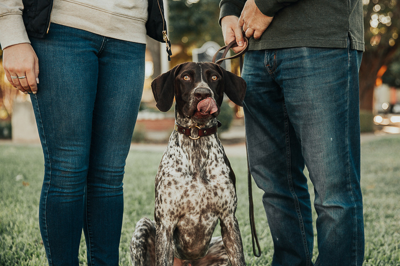 dog sticking tongue out, ©Joshua and Parisa | Austin Wedding Photographer and Videographer