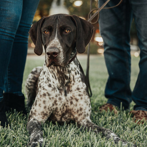 Engaging Tails:  Huxley the German Shorthaired Pointer