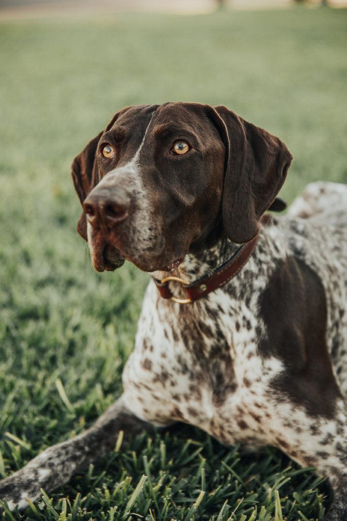 Engaging Tails: Huxley the German Shorthaired Pointer - Daily Dog Tag