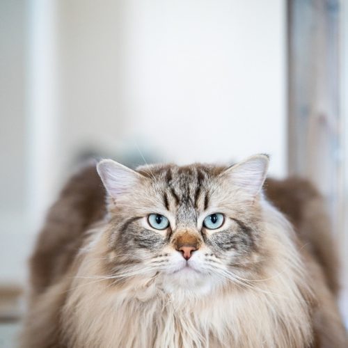 Engaging Tails:  Baloo, London & the Cats | Raleigh, NC