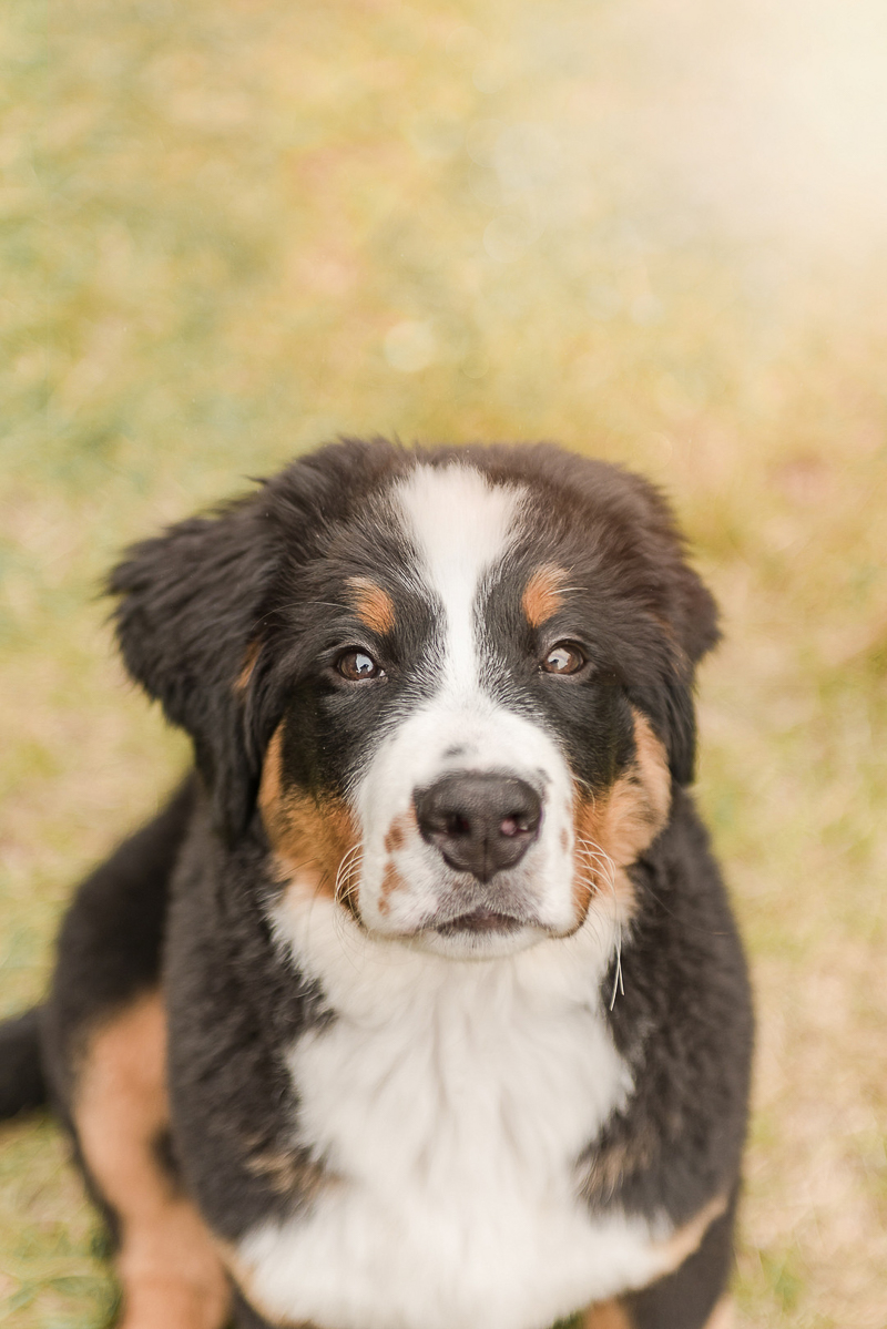 Bernese Mountain Dog puppy | Pearls & Pines Photography | Seattle dog photography