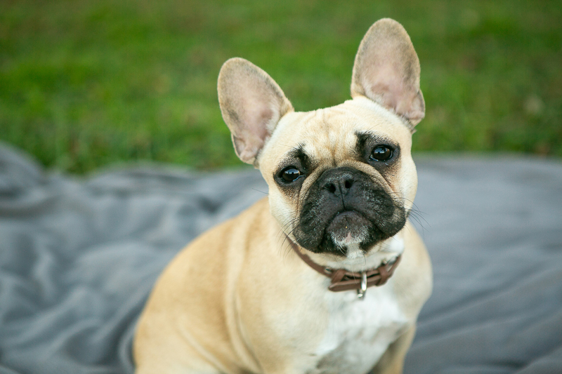 Happy Tails: Olive the French Bulldog | Nashville, TN - Daily Dog Tag