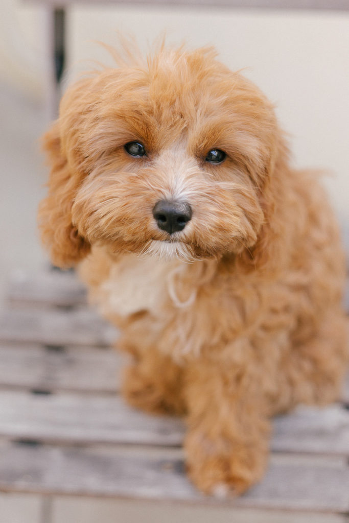 Puppy Love: Luna Bear The Cavapoo - Daily Dog Tag