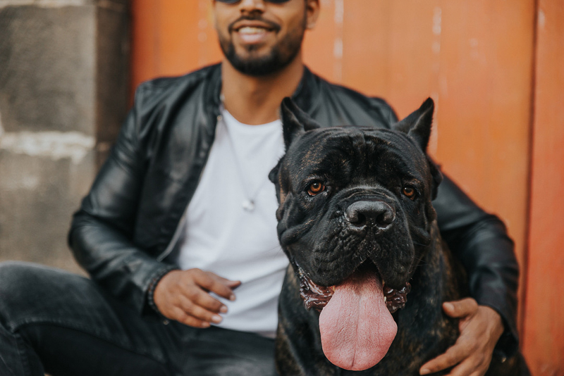 handsome Cane Corso | Cedric D Vincent Photography | dog-friendly portraits