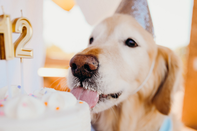 Dog Party: Lucky The Golden Retriever's 12th Birthday - Daily Dog Tag