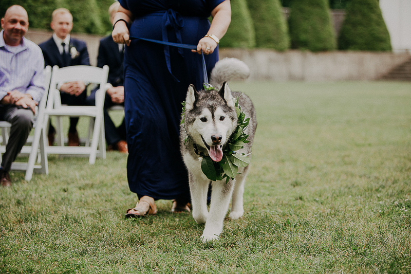 handsome Husky "flower dog" walking down the aisle, ©McKenzie Bigliazzi Photography, wedding dog, Allerton Park & Retreat Center