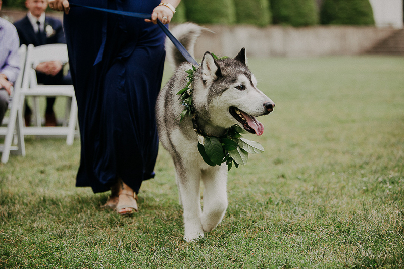 Husky wearing floral collar, wedding dog, ©McKenzie Bigliazzi Photography