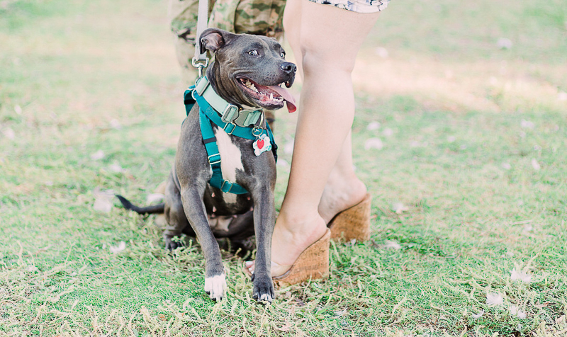 blue nose pit bull wearing teal harness, engagement photos with a dog | ©Fig + Willow Studios