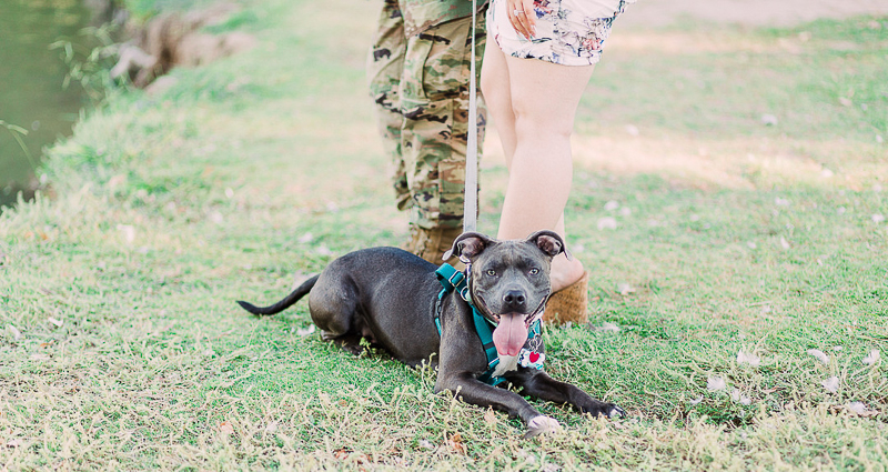 dog-friendly engagement session with pit bull | ©Fig + Willow Studios