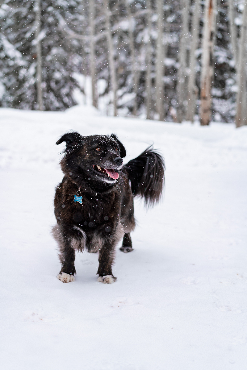 happy mixed breed in the snow, ©AW Creates. Brian Head, Utah