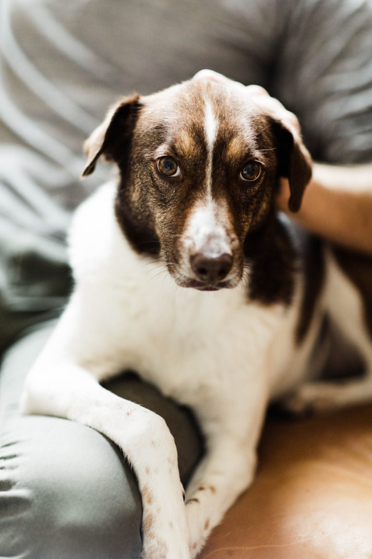 Happy Tails: Zari the Jack Russell/Aussie Shepherd mix - Daily Dog Tag