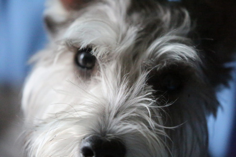 Happy Tails: Bear the Miniature Schnauzer | Brooklyn, NY - Daily Dog Tag