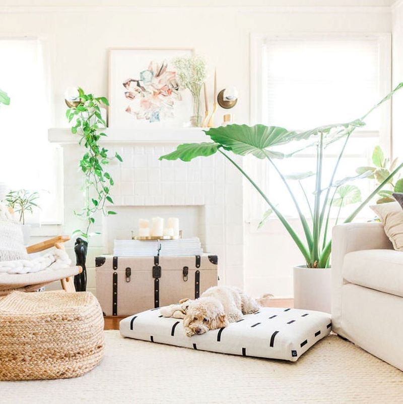 dog resting on beautiful modern dog bed, plant and dog friendly living room, Laylo pets