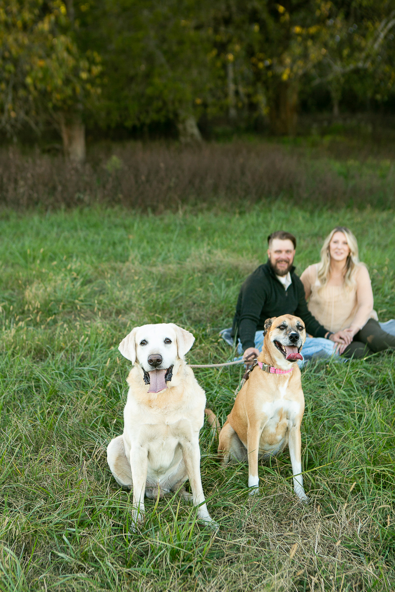 Yellow Lab and Black Cur mix, family portraits, College Grove, TN | ©Mandy Whitley Photography