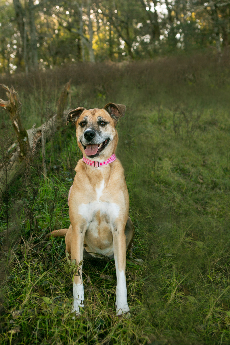 lovely mixed breed dog, Boxer/Black Cur | ©Mandy Whitley Photography Nashville Pet Photographer
