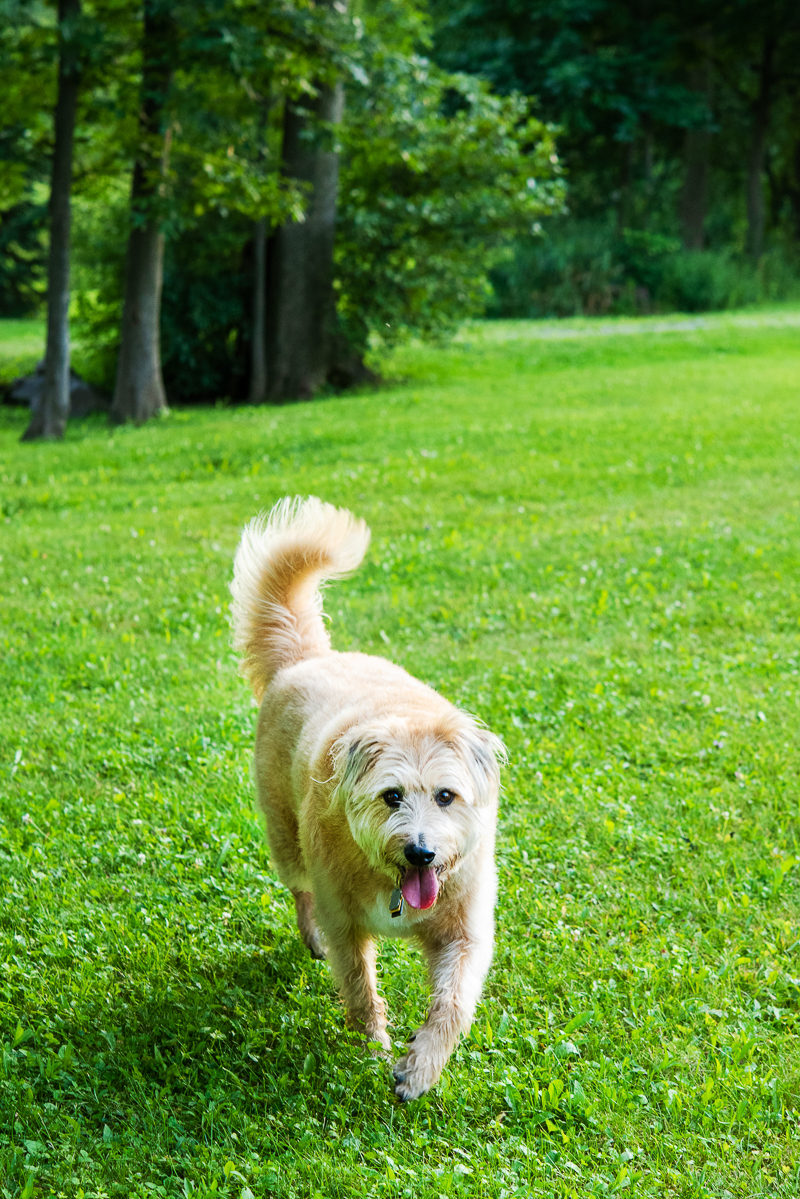 what kind of dog is sandy from annie