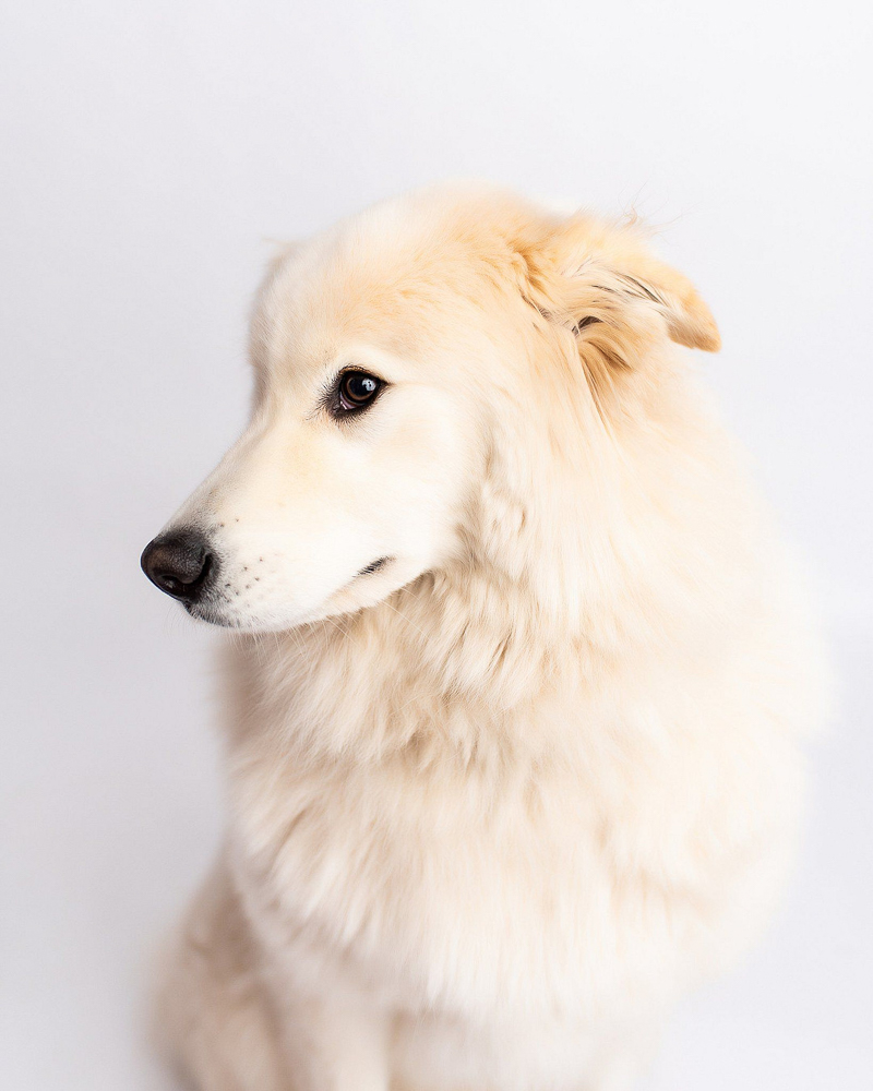 studio dog photography, ©Kyla Jo Photography | 