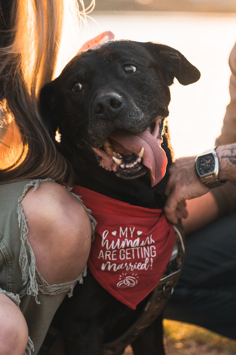 black dog wearing red "My Humans Are Getting Married" bandana, © Dawnpoint Studios